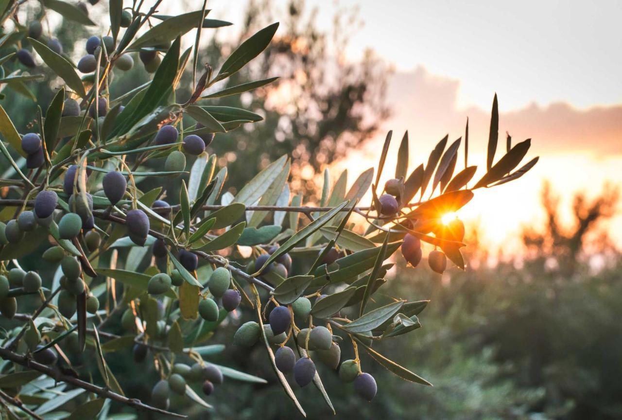 Le Acacie Bed and Breakfast Torreano Esterno foto